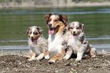 BERGER AUSTRALIEN - ADULT & PUPPY 009